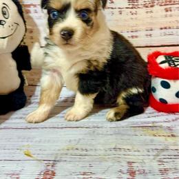 Minimal Merle male - Blue merle male Toy Australian Shepherd puppy in Lemon Cove, California from Magic Ranch Mini Aussies
