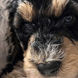 Australian Labradoodles, Bernedoodles, Double Doodles, Goldendoodles, and Poodles from Karlas Pet Rendezvous