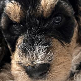 Australian Labradoodles, Bernedoodles, Double Doodles, Goldendoodles, and Poodles from Karlas Pet Rendezvous