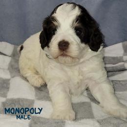 Monopoly - Tri-color male Australian Labradoodle puppy in Beecher, Illinois from Erica’s Doodles