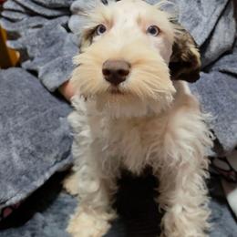 Sterling - Parti male Miniature Schnauzer puppy in Panama City, Florida from Emerald Coast Schnauzers