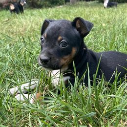 Rat Terrier Puppies from Hawthorne Terriers