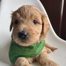 Green Boy - Apricot male Goldendoodle puppy in Lebanon, Pennsylvania from Homespundoodles