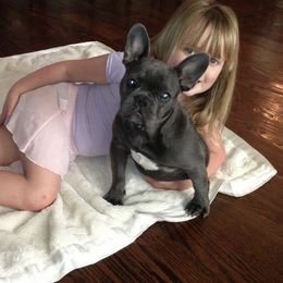 French Bulldog Puppies from Keisha Freeman