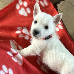 Red Boy - West Highland White Terrier puppy from Whitehouse Westies