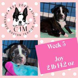 Joy - Black brindle and white female Boston Terrier puppy in Jupiter, Florida from CJM Boston and Boxer Puppies