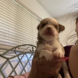 Luke - Fawn and white male Chihuahua puppy in Red Bluff, California from Aye Chihuahua