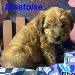 Soft Coated Wheaten Terrier Puppies from Felicias Swheaties