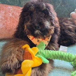 Brew - Phantom male Bernedoodle puppy in Buffalo, Illinois from Pear Tree Pups