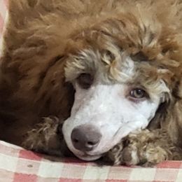 Puppy 3- (Gimel) FEMALE - Brown female Poodle puppy in Crewe, Virginia from Whispering Woods Farms LLC