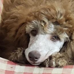 Puppy 3- (Gimel) FEMALE - Brown female Poodle puppy in Crewe, Virginia from Whispering Woods Farms LLC