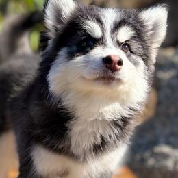 Moon - Tri-color female Pomsky puppy in Homeland, California from Lara's Ranch Pomskies