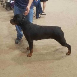 Thelma  - Rottweiler