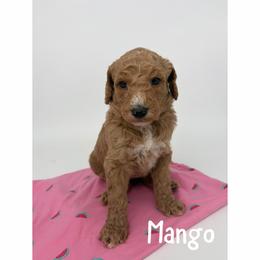 Mango - Red  male Goldendoodle puppy in Smithfield, Kentucky from KBK9 Kennels