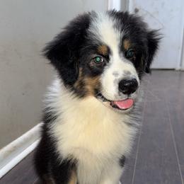 BTM 1 - Black tri-color Australian Shepherd puppy in Weaver, Alabama from All Hale Aussies