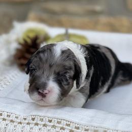 Aussiedoodle Puppies from H5 Mini Doodles