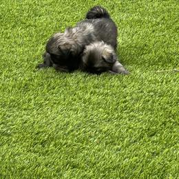 Tibetan Spaniel Puppies from Snowpine Ranch
