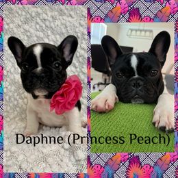 French Bulldog Puppies from GavFam Frenchies