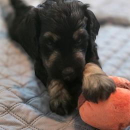 Ginger - Phantom female Bernedoodle puppy in Malden, Illinois from Doting Doodles