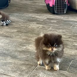 Pomeranian Puppies from PomTree tribe