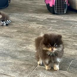 Pomeranian Puppies from PomTree tribe