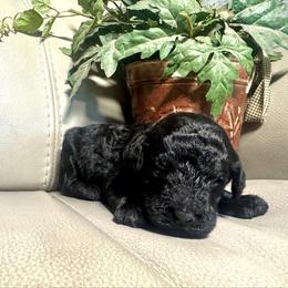 Luna - Black female Goldendoodle puppy in Lake City, Florida from Dream Hollow Farm