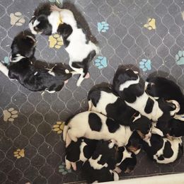 Girl 4 - Black white and brown female Basset Hound puppy in Denison, Texas from Emma Lou's Baby Bassets