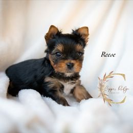 Reece - Black and tan male Yorkshire Terrier puppy in Marmaduke, Arkansas from Copper Ridge Yorkies
