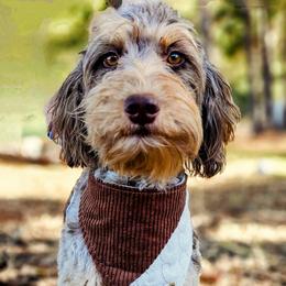 Hazel - Goldendoodle