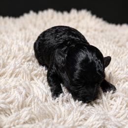 AKC-Girl-Black-Toy - Black female Poodle puppy in Fort Worth, Texas from Ashley Ross Toy Poodles (AKC)