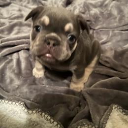 "LILY" French Bulldog Puppies from Only Frenchies