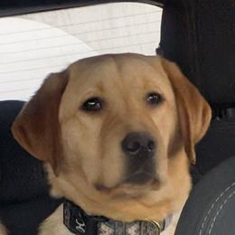 Labrador Retriever puppies from Campbell Valley Labradors