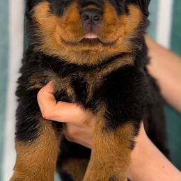 Third Pick Female - Black and mahogany female Rottweiler puppy in Fredericktown, Missouri from Obsessions Rottweiler