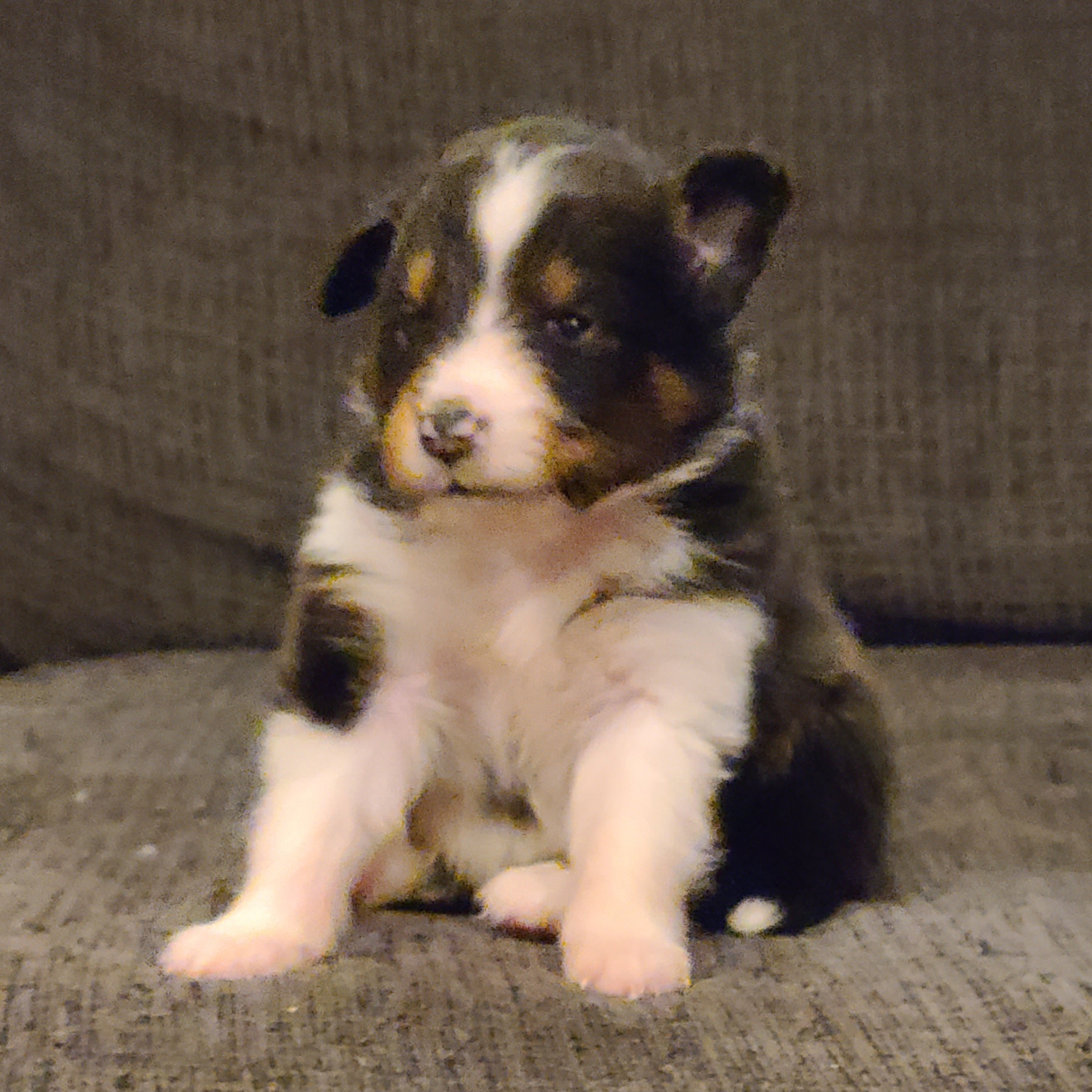 Shetland Sheepdog Puppies from Henotic Homestead's Shetland Sheepdogs