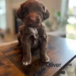 Oliver - Brown and white male Aussiedoodle puppy in Strasburg, Pennsylvania from Still Water Puppies