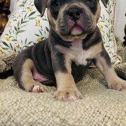 American Bully Puppies from East bound and Down Bully’s