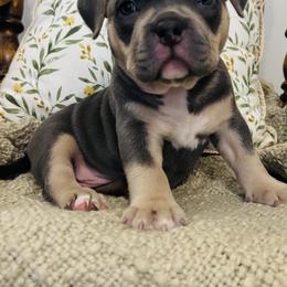 American Bully Puppies from East bound and Down Bully’s