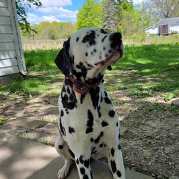 Bandit - Dalmatian