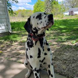 Bandit - Dalmatian