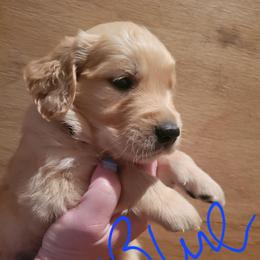 Blue collar - Golden male Golden Retriever puppy in Brush Prairie, Washington from Paradise Peaks