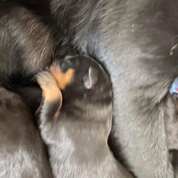 Boy 1 - Black and mahogany Rottweiler puppy in Newport Center, Vermont from Rosalyn's Rottweilers