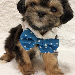 Cavapoos, Goldendoodles, Morkies, and Shihpoos from Jenny La Bone