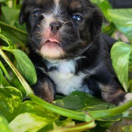 PUPPY 1 - Black and tan male Shih Tzu puppy in Lone Oak, Texas from PDF Kennels