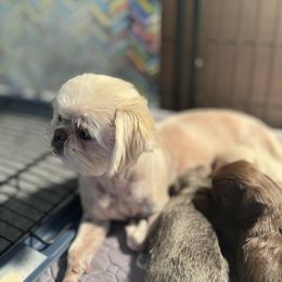Kimchee - Shih Tzu