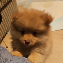 Marley - Red male Pomeranian puppy in Littleton, Colorado from Blaylock's Pomeranian Puppies