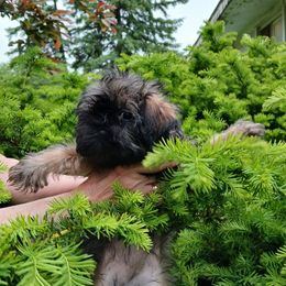 Browny - Tan male Brussels Griffon puppy in Mayville, Michigan from Carol's Brussels Griffon