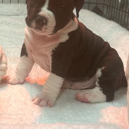 Bane - Black male American Staffordshire Terrier puppy in Woodstock, Georgia from Aiyana Amstaffs