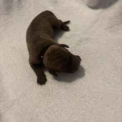 Girl 1 - female Chesapeake Bay Retriever puppy in Las Vegas, Nevada from Birdsview Chesapeake Kennel