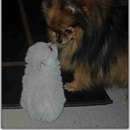 Pomeranian Puppies from The Bomb Poms