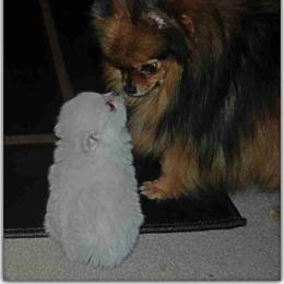 Pomeranian Puppies from The Bomb Poms